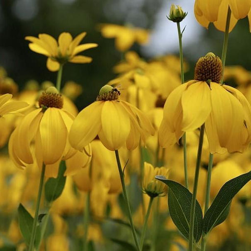 Coneflower, Autumn Sun Cutleaf Coneflower