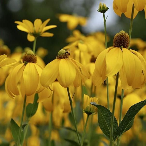 Coneflower, Autumn Sun Cutleaf Coneflower
