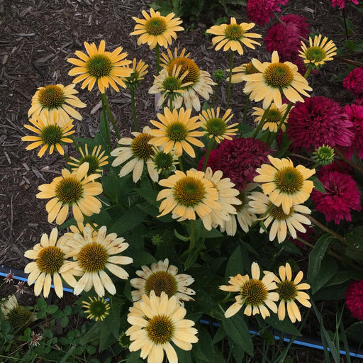 Coneflower, Mellow Yellows Echinacea