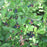 Huckleberry, Black Huckleberry, 1 gal (6-8 in)