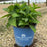 Hydrangea, Endless Summer® The Original Macrophylla Hydrangea