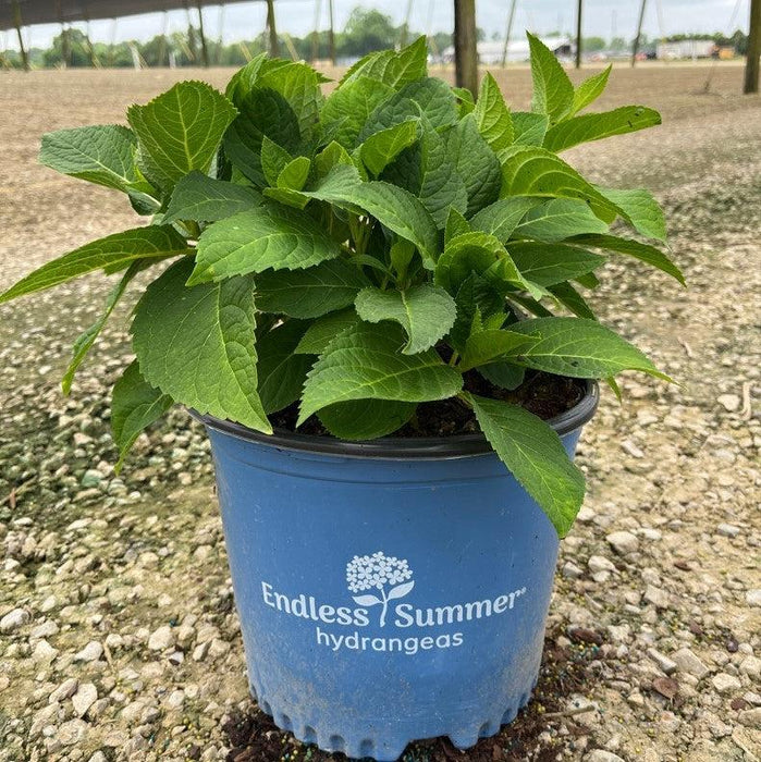 Hydrangea, Endless Summer® The Original Macrophylla Hydrangea