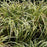 Sedge, Silver Sceptre Sedge