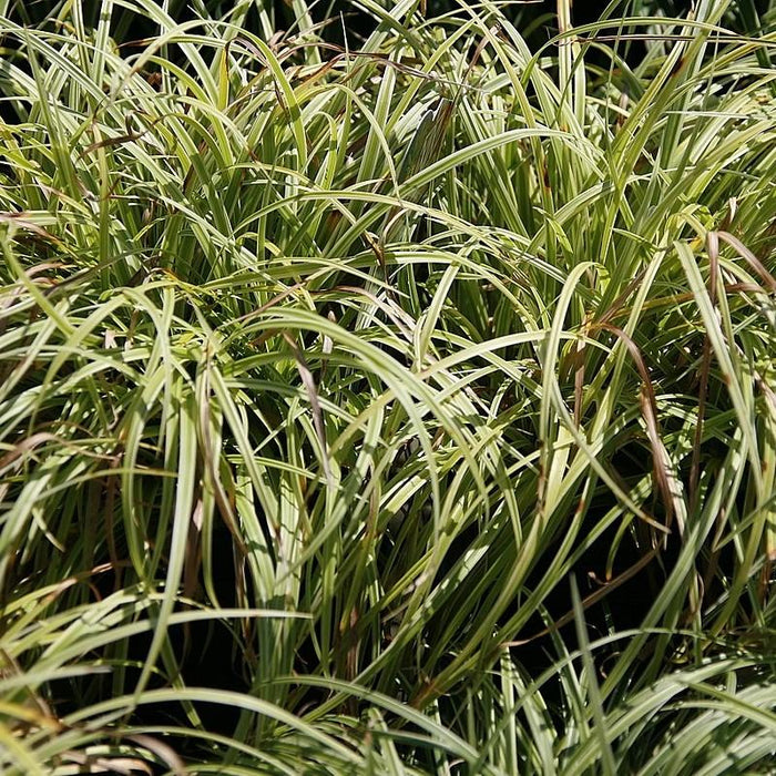 Sedge, Silver Sceptre Sedge
