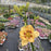 Daylily, Rainbow Rhythm® King of the Ages Daylily