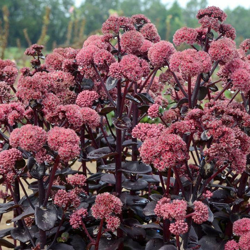 Sedum, Night Embers Stonecrop