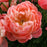 Peony, Coral Sunset Peony