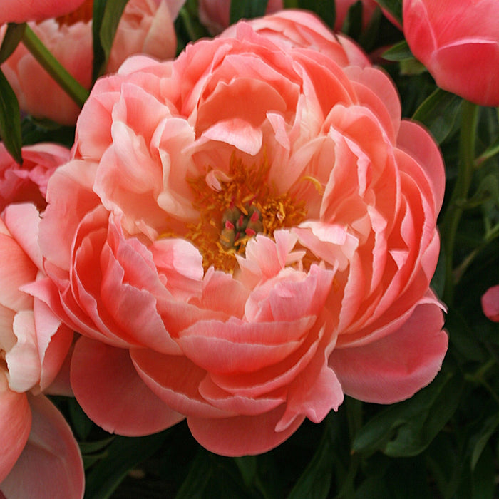 Peony, Coral Sunset Peony
