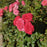 Rose, Sweet Drift® Rose