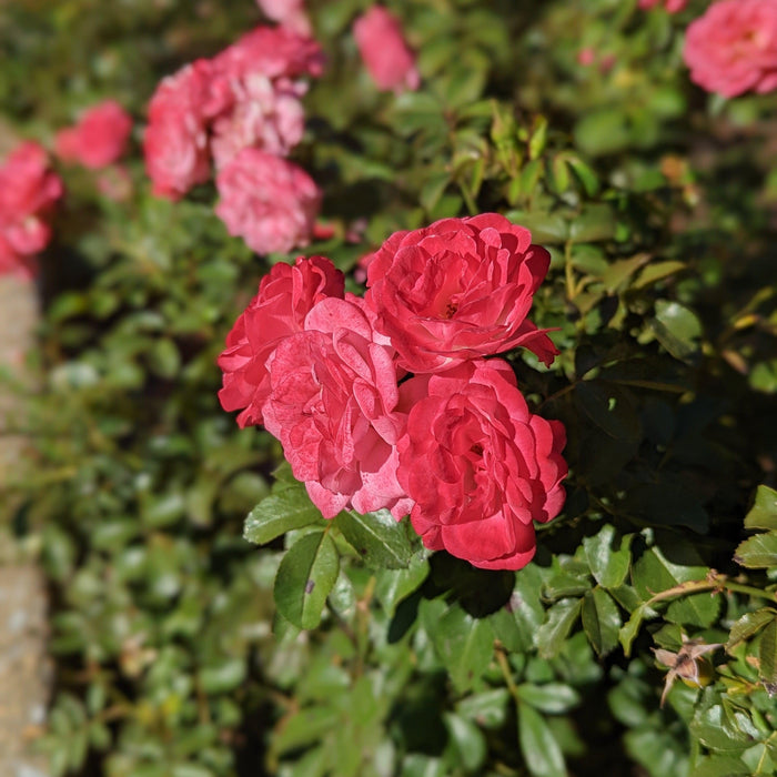Rose, Sweet Drift® Rose