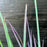 Grass, Standing Ovation Little Bluestem