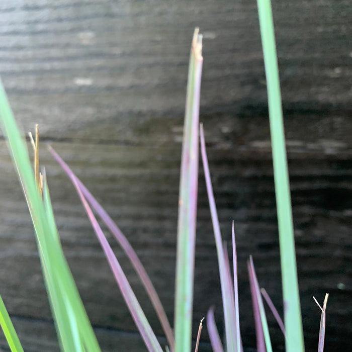 Grass, Standing Ovation Little Bluestem