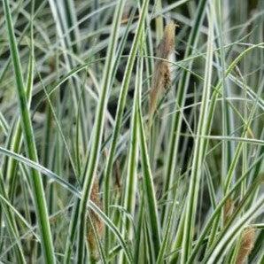 Sedge, Evercolor® Everest Variegated Sedge