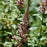 Spirea, Steeplebush Spirea