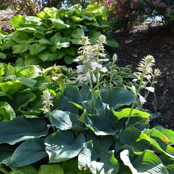 Hosta, Elegans Hosta