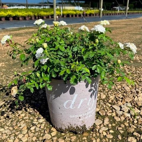 Rose, White Drift® Rose