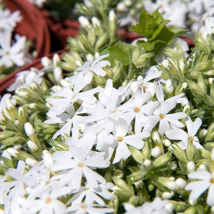 Phlox, Snowflake Creeping Phlox
