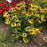 Coneflower, Sombrero® Lemon Yellow Improved Coneflower