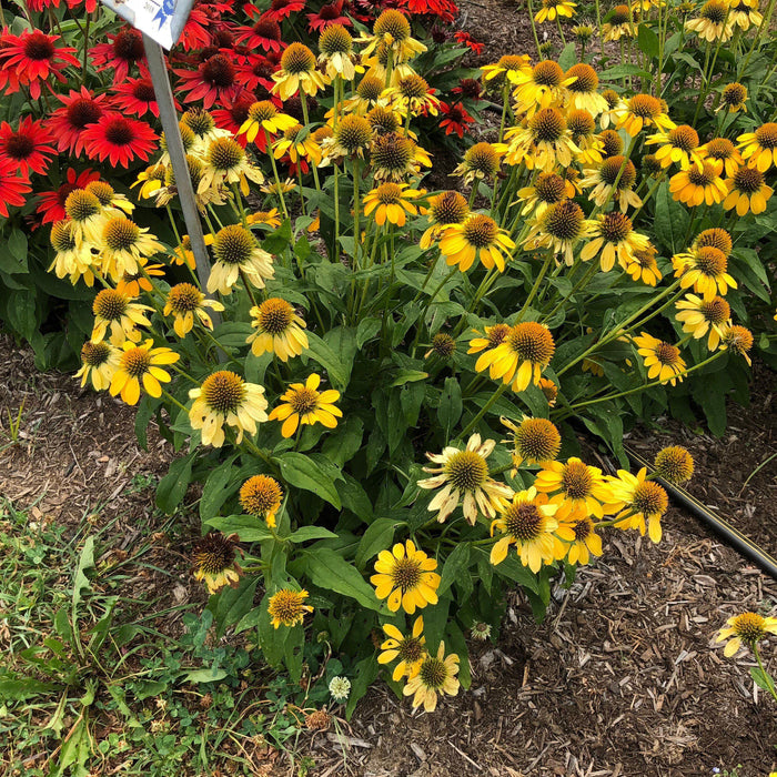 Coneflower, Sombrero® Lemon Yellow Improved Coneflower