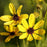 Tickseed, Gold Standard Tall Tickseed