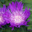 Aster, Honeysong Purple Stoke's Aster
