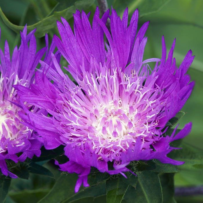 Aster, Honeysong Purple Stoke's Aster