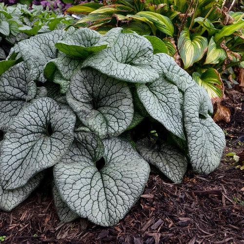 Bugloss, Queen of Hearts Heartleaf Brunnera