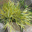 Grass, Golden Japanese Forest Grass, Hakone Grass