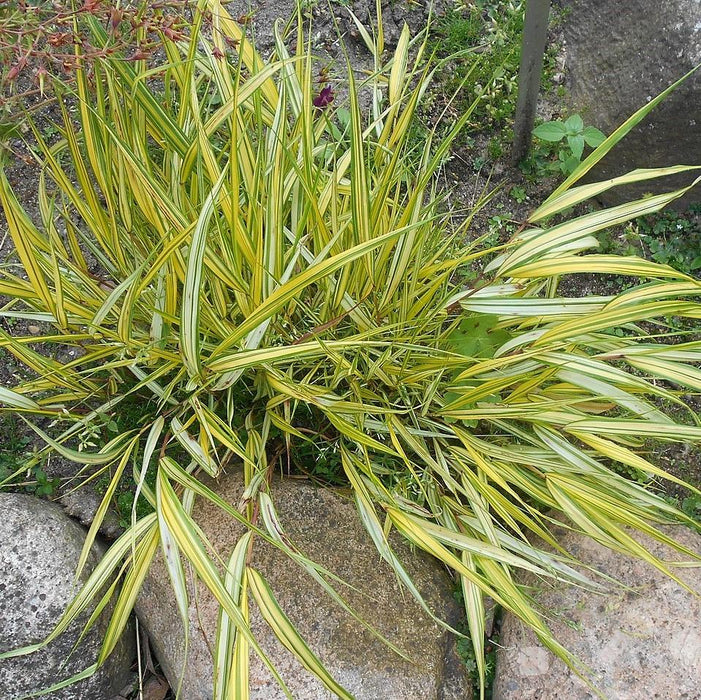 Grass, Golden Japanese Forest Grass, Hakone Grass