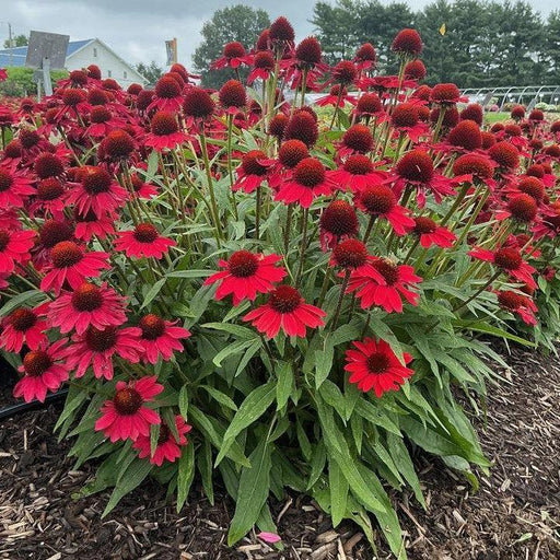 Coneflower, SunMagic® Vintage Hot Red Echinacea
