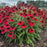 Coneflower, SunMagic® Vintage Hot Red Echinacea