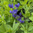 Baptisia, Blue False Indigo