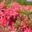 Azalea, Arctic Rose Azalea