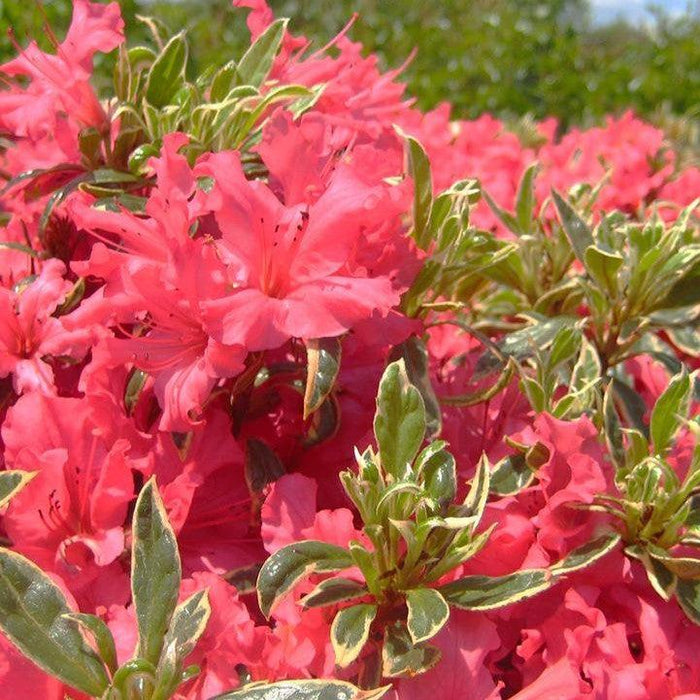Azalea, Arctic Rose Azalea