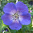 Cranesbill, Azure Rush Cranesbill