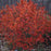 Chokeberry, Iroquois Beauty™ Black Chokeberry