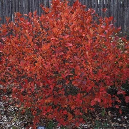 Chokeberry, Iroquois Beauty™ Black Chokeberry