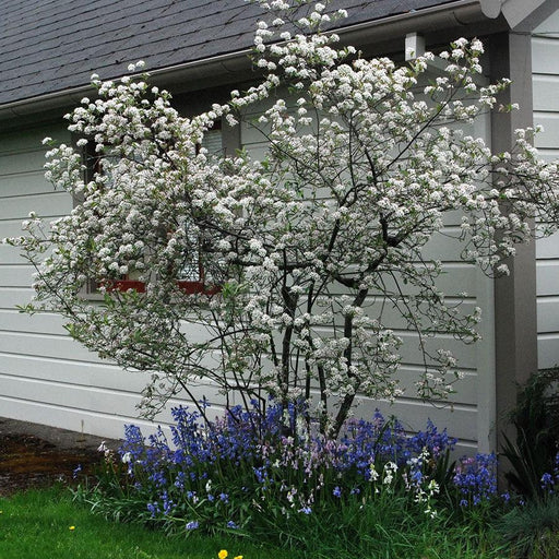 Chokeberry, Brilliant Red Chokeberry