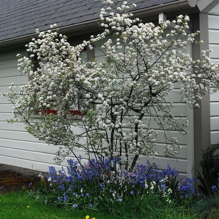 Chokeberry, Brilliant Red Chokeberry