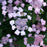 Hydrangea, Tiny Tuff Stuff™ Serrata Hydrangea