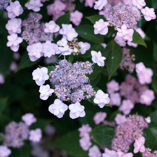 Hydrangea, Tiny Tuff Stuff™ Serrata Hydrangea