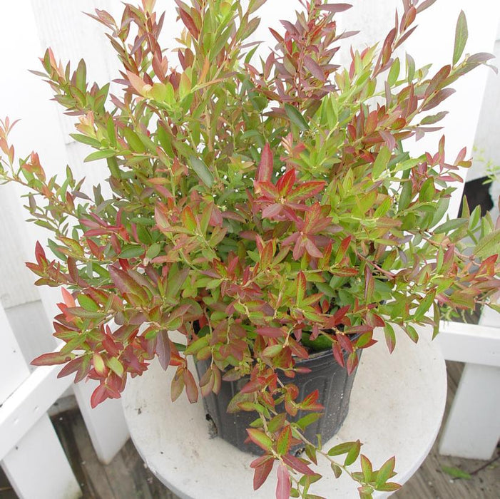 Blueberry, Burgundy Lowbush Blueberry