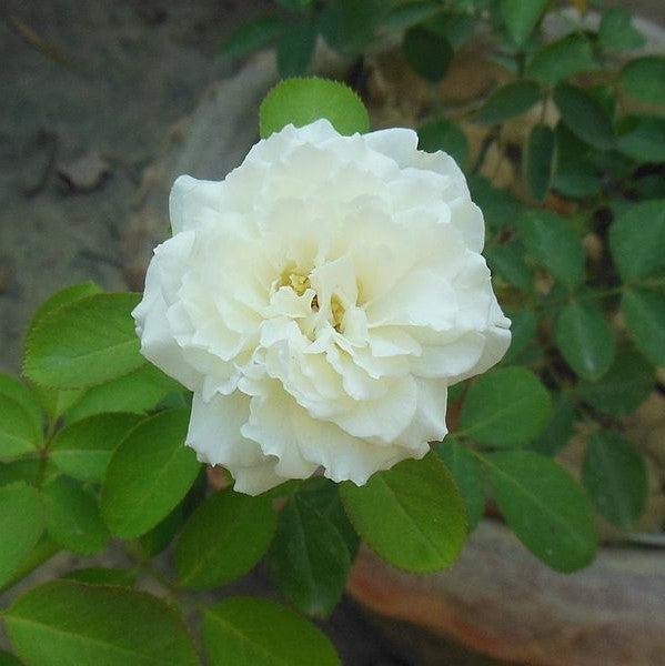 Rose, Reminiscent™ Crema Rose