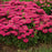 Bee Balm, PW® Leading Lady Razzberry Bee Balm