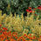 Hyssop, Kudos™ Yellow Hummingbird Mint