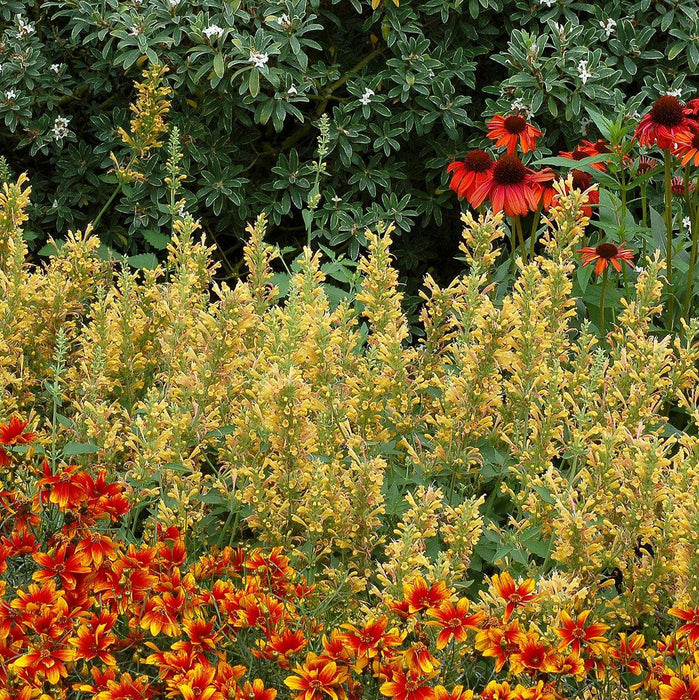 Hyssop, Kudos™ Yellow Hummingbird Mint