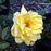 Rose, Oregold Hybrid Tea Rose