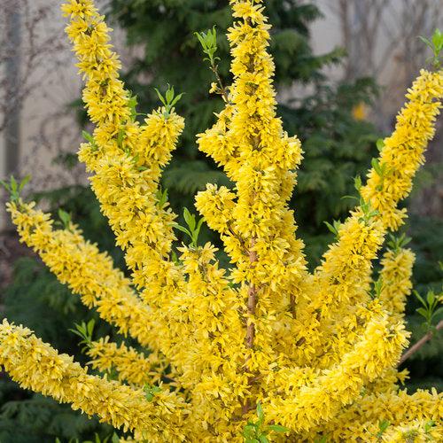 Forsythia, Show Off® Forsythia