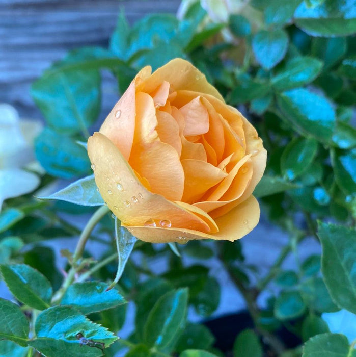 Rose, Julia Child™ Rose