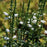 Obedient Plant, Miss Manners Obedient Plant
